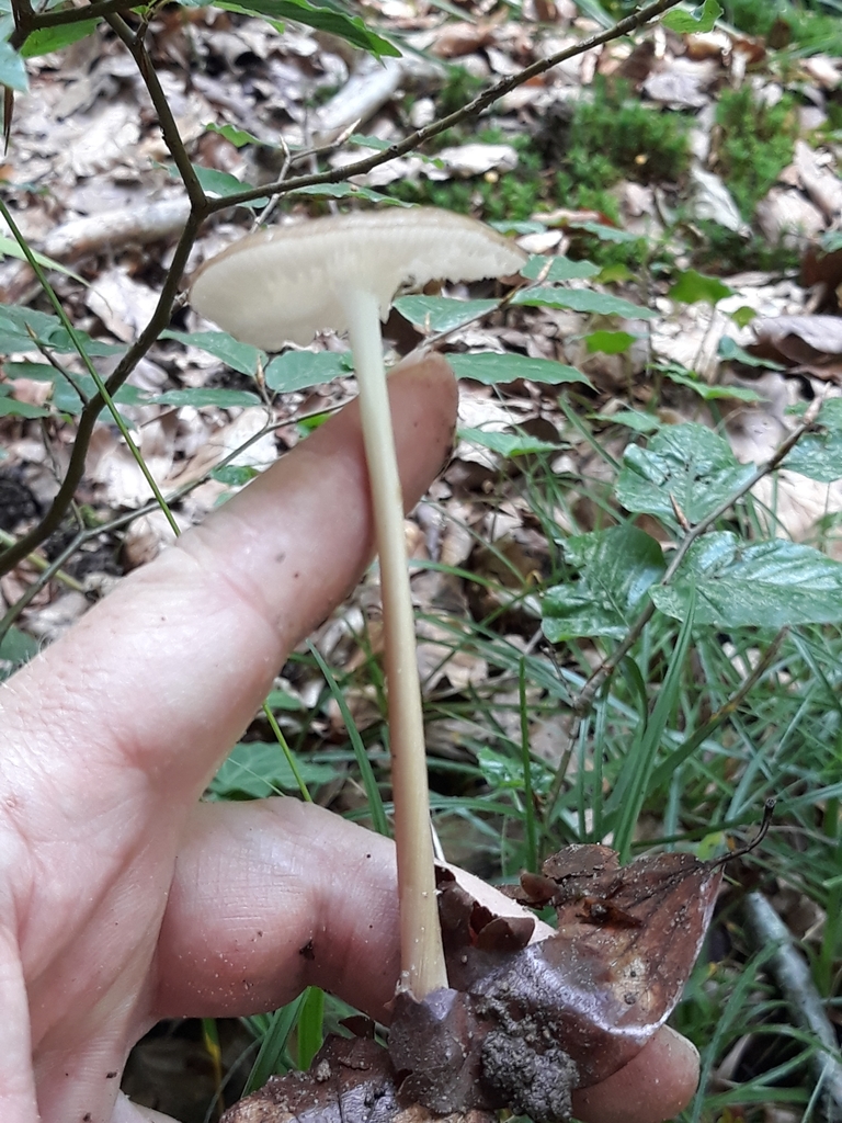 rooting shank from Mullerthal, Schiessentümpel (Parking), 6238 ...