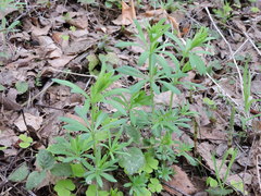 Galium intermedium