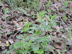 Galium intermedium