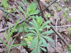 Galium intermedium