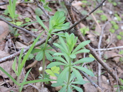 Galium intermedium