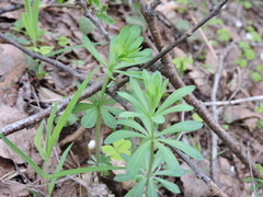 Galium intermedium