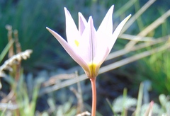 Tulipa patens