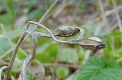 Cypripedium macranthos