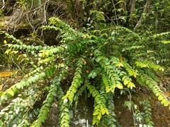 Hypericum formosanum