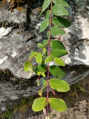 Hypericum formosanum