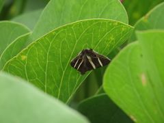 Grammodes