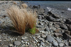 Carex buchananii