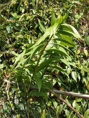 Lilium speciosum