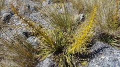 Aciphylla colensoi