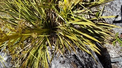 Aciphylla colensoi