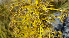 Aciphylla colensoi