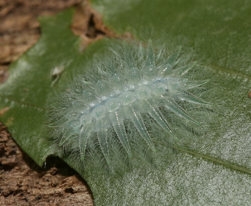 Spun Glass Slug Moth photo 3