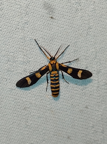 Phoenicoprocta venadia (Phoenicoprocta venadia)