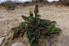 Sonchus novae-zelandiae