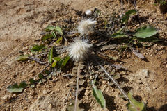 Sonchus novae-zelandiae