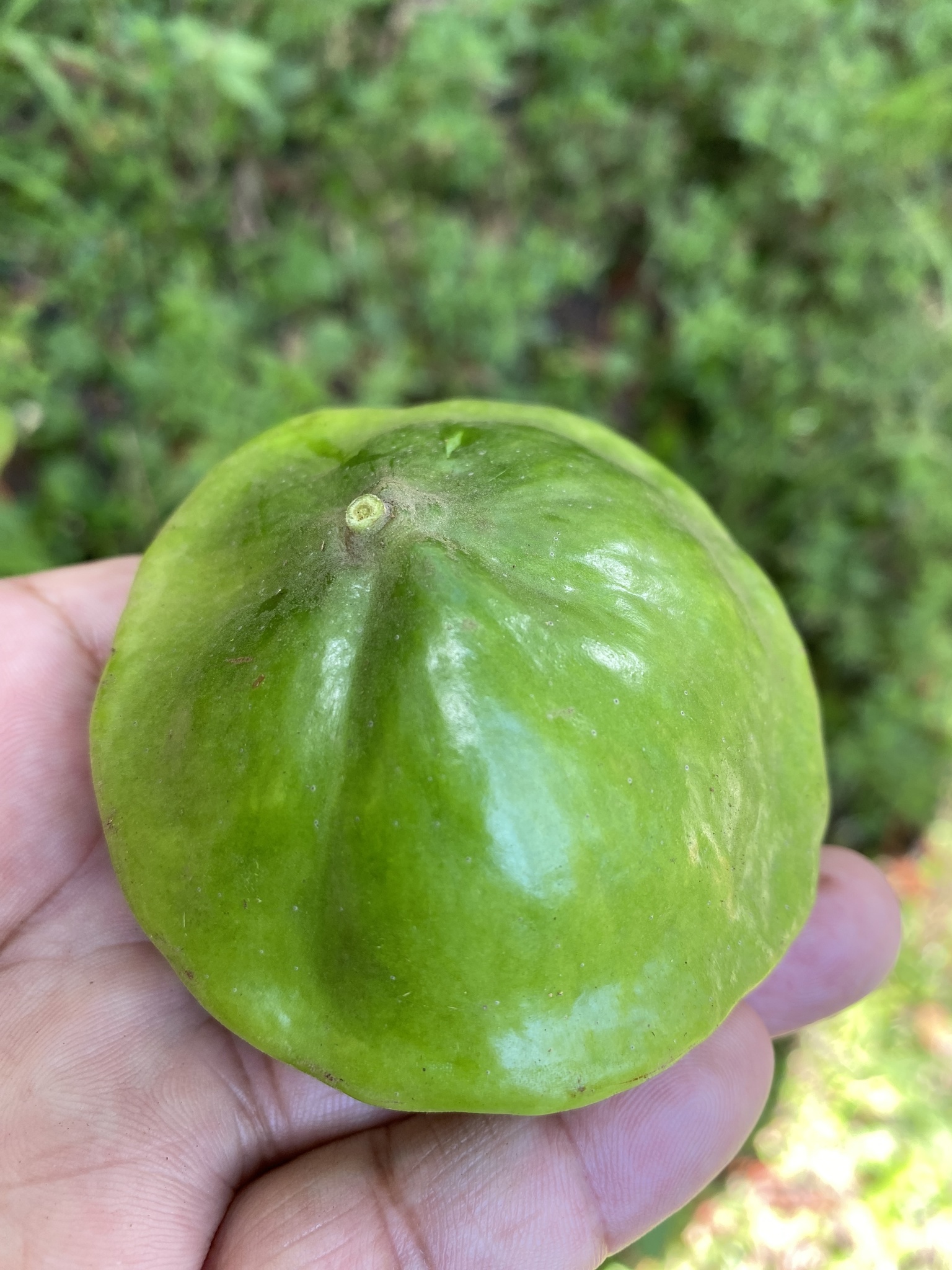 Imagem de Cambuci