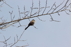 Aegithalos glaucogularis