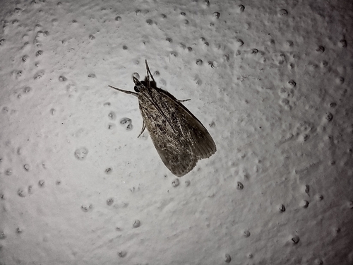 sivenka zemná (Eudonia truncicolella)