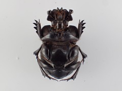 Coprophanaeus
