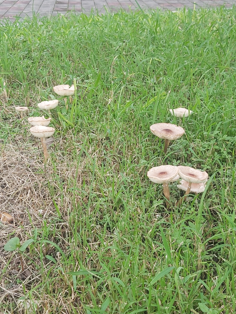 Chlorophyllum molybdites · August 2023 · photo: © naturalist28001 (iNaturalist, cc-by)