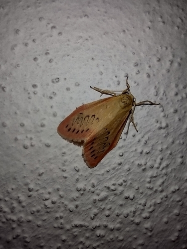 lišajníkovec červenkastý (Miltochrista miniata)