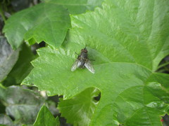 Pollenia rudis