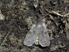 Lithophane antennata