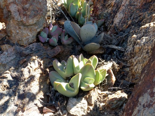Conophytum herreanthus