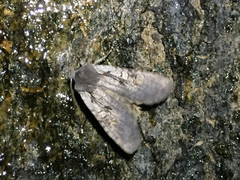 Lithophane antennata