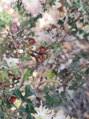 Image of Grevillea tenuiflora by (c) Belinda Forbes, some rights reserved (CC BY)