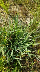 Glyceria declinata
