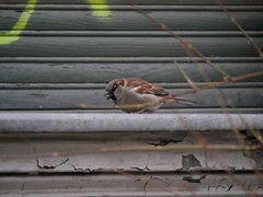 Passer domesticus