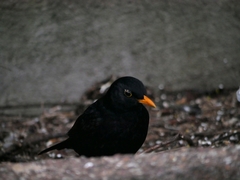 Turdus merula