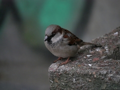 Passer domesticus
