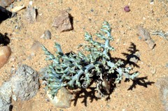 Pelargonium albersii