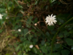 Thalictrum urbainii