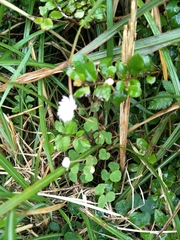 Thalictrum urbainii