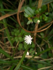 Thalictrum urbainii