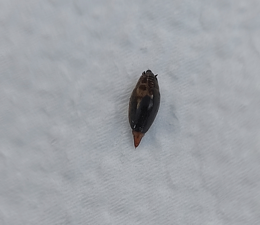 Orectochilus from 44623 Cretes, Teruel, Espanya on August 19, 2023 at