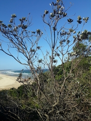 Banksia integrifolia