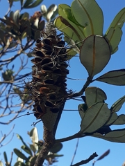 Banksia integrifolia