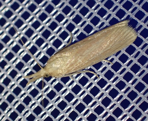 Phycide blessée