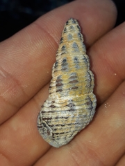 Batillaria australis