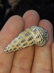 Batillaria australis