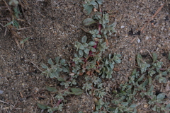 Atriplex coulteri