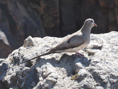 Namaqua Dove