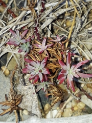 Suaeda australis