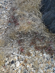 Suaeda australis