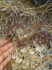 Suaeda australis